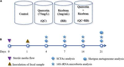 Positive Synergistic Effects of Quercetin and Rice Bran on Human Gut Microbiota Reduces Enterobacteriaceae Family Abundance and Elevates Propionate in a Bioreactor Model